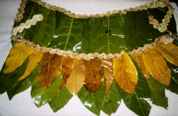 Pictured is a traditional "skirt" worn by the natives of Nanumea, Tuvalu, made from the leaves of the barrington asiatica (sea poison tree). Photo by Angela Kepler.